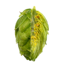 Image of Agnus