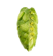 Image of Hallertau Blanc