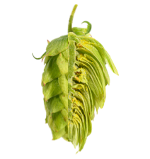 Image of Spalt Spalter