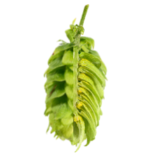 Image of Spalter Select